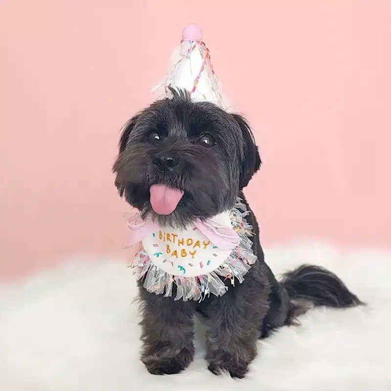 Pet Birthday Bandana and Hats Set Dog or Cat Birthday - Image 6