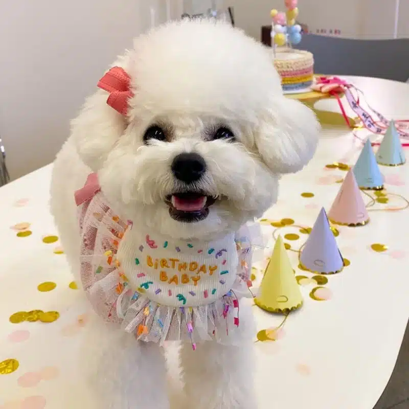 Pet Birthday Bandana and Hats Set Dog or Cat Birthday - Image 2
