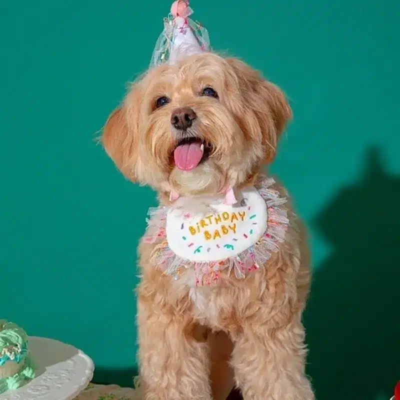 Pet Birthday Bandana and Hats Set Dog or Cat Birthday